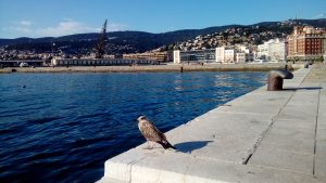 Pescarus Trieste